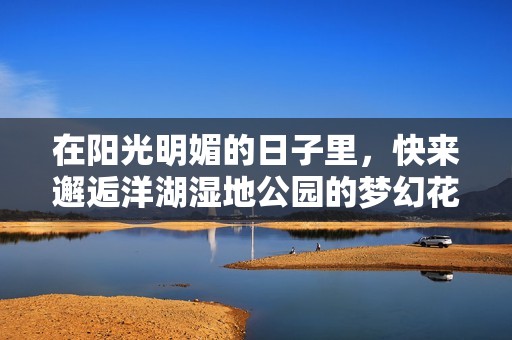 在阳光明媚的日子里，快来邂逅洋湖湿地公园的梦幻花海，感受自然之美